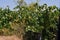 Closeup shot of white grape growing on the trees in the vineyard