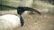 Closeup Shot of White Ibis or Black Necked Ibis