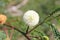 Closeup shot of a white lead tree on the blurred background in the daytime