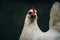 Closeup shot of a white Leghorn chicken with a blur background