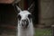 Closeup shot of a white llama with black eyes, mouth, and ears