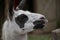 Closeup shot of a white llama with black eyes, mouth, and ears