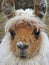 Closeup shot of a white llama with a brown face