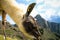 Closeup shot of a white llama in Peru