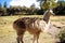 Closeup shot of a white llama in Peru