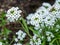 Closeup shot of white Lobularia flowers on a blurred background