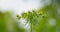 Closeup shot of white meadow flower yarrow with bokeh background