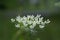 Closeup shot of white meadow flower yarrow with bokeh background