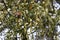 Closeup shot of a white mistletoe plant hanging on the branch