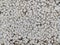 Closeup shot of white natural pebble texture- perfect for background