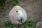 Closeup shot of a white nutria on the ground