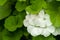 Closeup shot of white pelargoniums