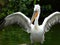 Closeup shot of a white pelican by the lake