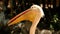 Closeup shot of White Pelican with large beak