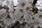 Closeup shot of white-petal Yoshino cherry tree blossom, with yellow pistils, in spring