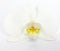 Closeup shot of a white Phalenopsis flower isolated on a white background