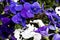 Closeup shot of white and purple horned violets blooming in the garden