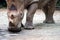 A closeup shot of a white rhinoceros or square-lipped rhino Cer