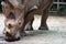 A closeup shot of a white rhinoceros or square-lipped rhino Cer