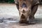 A closeup shot of a white rhinoceros or square-lipped rhino Cer