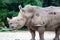 A closeup shot of a white rhinoceros or square-lipped rhino Cer