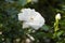 Closeup shot of a white Schneewittchen rose flower surrounded by green leaves