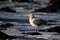 Closeup shot of a white seagull on the snowy ground