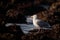 Closeup shot of a white seagull on a snowy ground