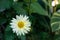 Closeup shot of a white shasta daisy growing in the garden