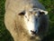 Closeup shot of a white sheep in the fields