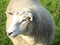 Closeup shot of a white sheep in the fields