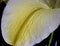 Closeup shot of white stargazer flower isolated on dark background