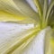 Closeup shot of white stargazer flower isolated on dark background