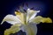 Closeup shot of white stargazer flower isolated on dark background