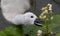 Closeup shot of a white swan chick trying to eat flowers on a swamp