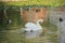 Closeup shot of a white swan and mallards swimming in a still pond by green water plants