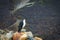 Closeup shot of a White-throated caracara on the mountain in Laguna Torre