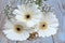 Closeup shot of white Transvaal Daisy and Baby\'s Breath flowers lying on a wooden surface