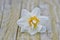 Closeup shot of a white water lily flower with  on a wooden textured ground