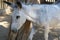 Closeup shot of white wild burro