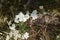 Closeup shot of white yarrow flowers