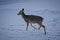 Closeup shot of a whitetail deer in the snow on the top of Snowshoe Mountain, West Virginia