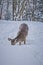 Closeup shot of a whitetail deer in the snow on the top of Snowshoe Mountain, West Virginia