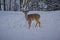 Closeup shot of a whitetail deer in the snow on the top of Snowshoe Mountain, West Virginia