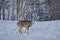 Closeup shot of a whitetail deer in the snow on the top of Snowshoe Mountain, West Virginia