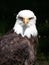 Closeup shot of a wild Bald Eagle looking straight into the lens on a black background