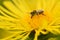Closeup shot of wild bee pollinating at bright elecampane flowers