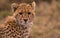 Closeup shot of a wild Cheetah against blurred background