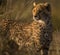 Closeup shot of a wild Cheetah looking in a concentration moment