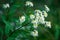 Closeup shot of wild daisies with greenery on the background in Tucker County, West Virginia